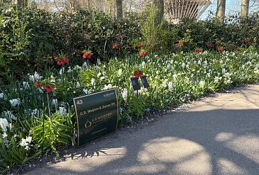 C.S. Weijers Bloembollen op Keukenhof